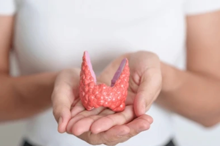 Thyroid Profile,RYAN Scan Diagnostic & Clinic, Dr. Praveena Goura